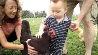 Keado meeting live Chickens for the first time....@ 8 month