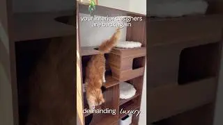 Home decor, but make it pet-friendly. This modern cat tree bookshelf does it all.