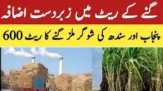 Sugar Cane Latest Price today/14.01.26/Sugar Cana(Gana/) Price today In Pakistan 