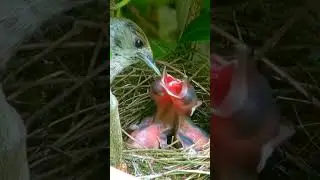 Mother feeding beautiful baby bird nest||Musa plus am||