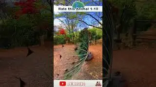 The Everlasting Beauty of Peacock Art | #shorts #peacocks #animalimo