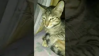 so cute kitten #ytshorts #kitten #shortvideo #cute #cat #animal #cutecat