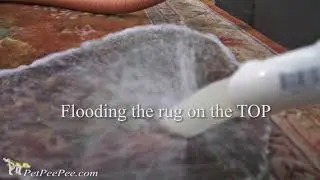 Don't Ask How much to clean Oriental rug from urine Odor