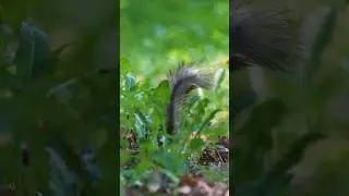 🐿️😍 striped squirrel 🐿️🥰 #animals #animalshorts #squirrel #nature