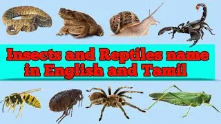 Insects and Reptiles name in English and Tamil #learnenglish #vocabulary