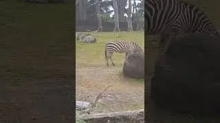 Zebra Calm | Close-Up Safari Moment at the SF Zoo 043025