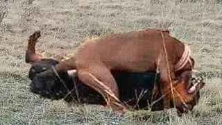 PITBULL VS ROTTWEILER - ROTTWEILER VS PITBULL ¿Quién Gana esta Pelea?