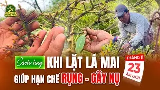 CÁCH HAY KHI LẶT LÁ MAI GIÚP HẠN CHẾ RỤNG - GÃY NỤ