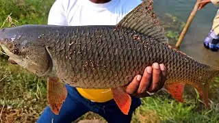 Best Fishing Video | Sing Sikar Video | Rohu macli ka Sikar | Fishing