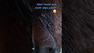 Calippo hat sich verletzt tackern,r&ouml;ntgen,volles Programm