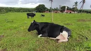 pariu duas vaca e as bezerra  misturo não sei quem é a mãe  de quem é  quem 