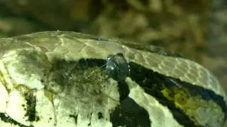 Nokia Pure View 808 _ Tigerpython Full HD 1080p