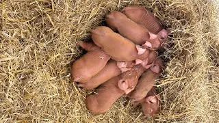 Duroc sow farrowing at near 0 temps and an update on the landrace litter