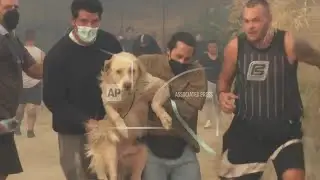 Farm animals and pets rushed to safety as Greek wildfire plagues port city