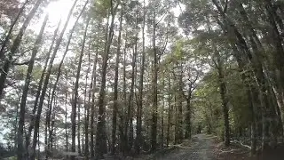 Driving around the Henry Creek DOC Campsite in the Southland Region of New Zealand