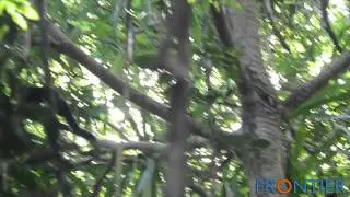Animals in Madagascar with Frontier