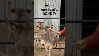 The Art of Halter Training Donkeys | Creating a Lasting Bond