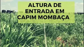 Altura de entrada em capim momba&ccedil;a