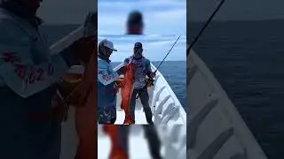 Solid Cubera Snapper Catch & Release | Los Buzos Panama