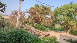 अमरूद का बाग हमारे गांव में #guava #fruit #nature  #villagelife #village #view #viral #video 