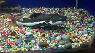 KOI CARP . F - Cyprinidae.Little Ridhi Happily playing with peaceful Fish🤩🥰😍😘🦈🦈