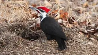 Top 10 Wildlife Photography Hotspots &ndash; Burnsmead Ponds