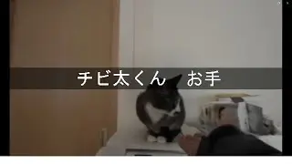チビ太くん　お手