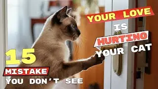 Silent Mistakes That Are Hurting Your Cat Every Single Day (Most Owners Do #7)