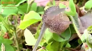 Amazing Nature & relaxing music #stress #music  432 Hz / 288 Hz