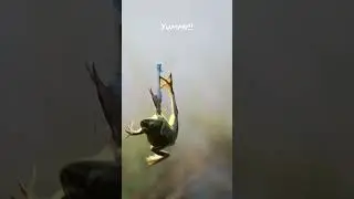 Indian frogs are tasty!!