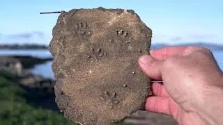 Casting Animal Tracks