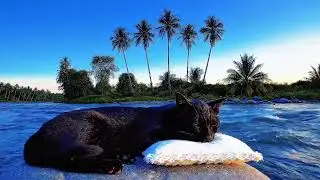 Cat Sleeping by Calm River: Blissful Soundscape for Deep Rest & Stress Relief