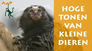De hoge tonen van witoorpenseelaapjes - Stichting AAP