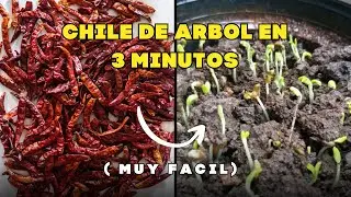 Germinar chile de arbol (muy facil)
