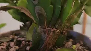 The Thanksgiving cactus of questionable color. Is it white or yellow?