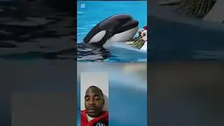 Why Jessica 😭😭😭 #dolphin #jessica #nature #myanimal #shortvideo