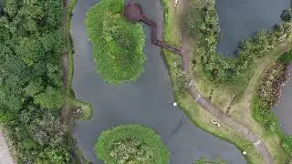 桃園大溪月眉落羽松