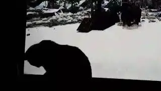 Appspro hates my cat.