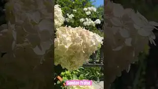Гортензия метельчатая Сандей Фрайз / Sundae Fraise #hydrangea #garden #flowers #гортензия #цветы