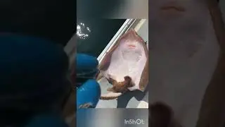 Guitar Shark # Short