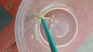 Жёлтый скорпион 🦂 Leiurus quinquestriatus&nbsp;&nbsp;(лат.)&nbsp;&mdash;&nbsp;вид&nbsp;скорпионов из семейства&nbsp;Buthidae.