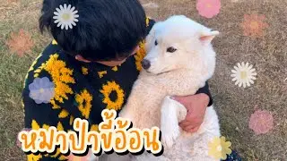 หมาป่าขาวที่ขี้อ้อนที่สุดในโลก | ข้าวสวย
