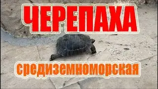Средиземноморская черепаха, или греческая черепаха, кавказская черепаха лат  Testudo graeca