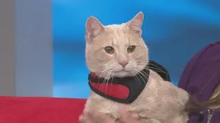 Cuddly cats Seabiscuit and Sunkiss need loving homes