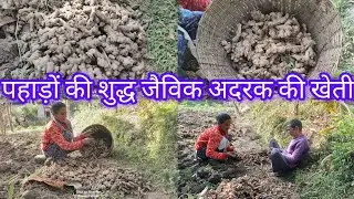 We extracted pure organic ginger from the fields 👌 l #ginger #spice #farming