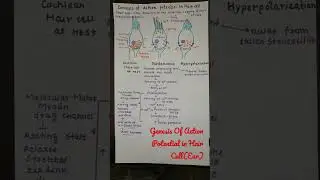 Genesis Of Action Potential in Hair Cell (ear) #shorts #viral #trending #youtubeshorts