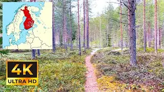 Exploring a Verdant Forest - 4K Virtual Hike with Serene Nature Sounds