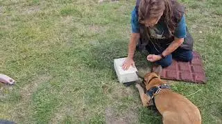 ZOS - Zielobjektsuche mit 16 Wochen altem Hund