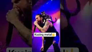 kucing metal ngerock #shorts #shortvideo #cat