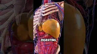 DETOX Your Liver With These 5 Foods! #facts #easynutrition #meat #food #healthandwellnessforseniors